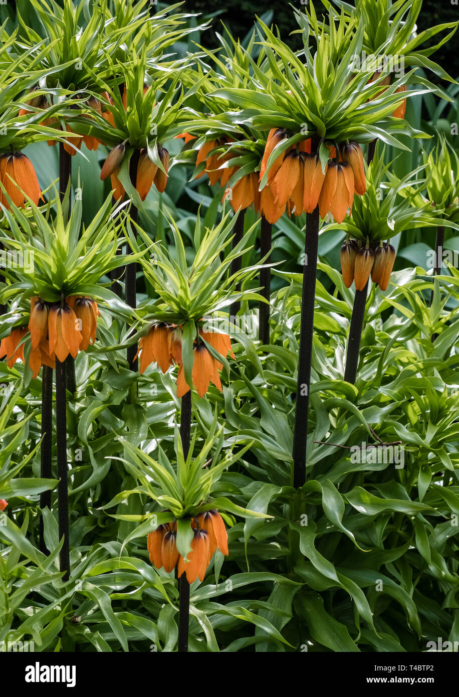 Fritillaria Crown Imperial Orange blühende Pflanzen im April, England, Großbritannien Stockfoto