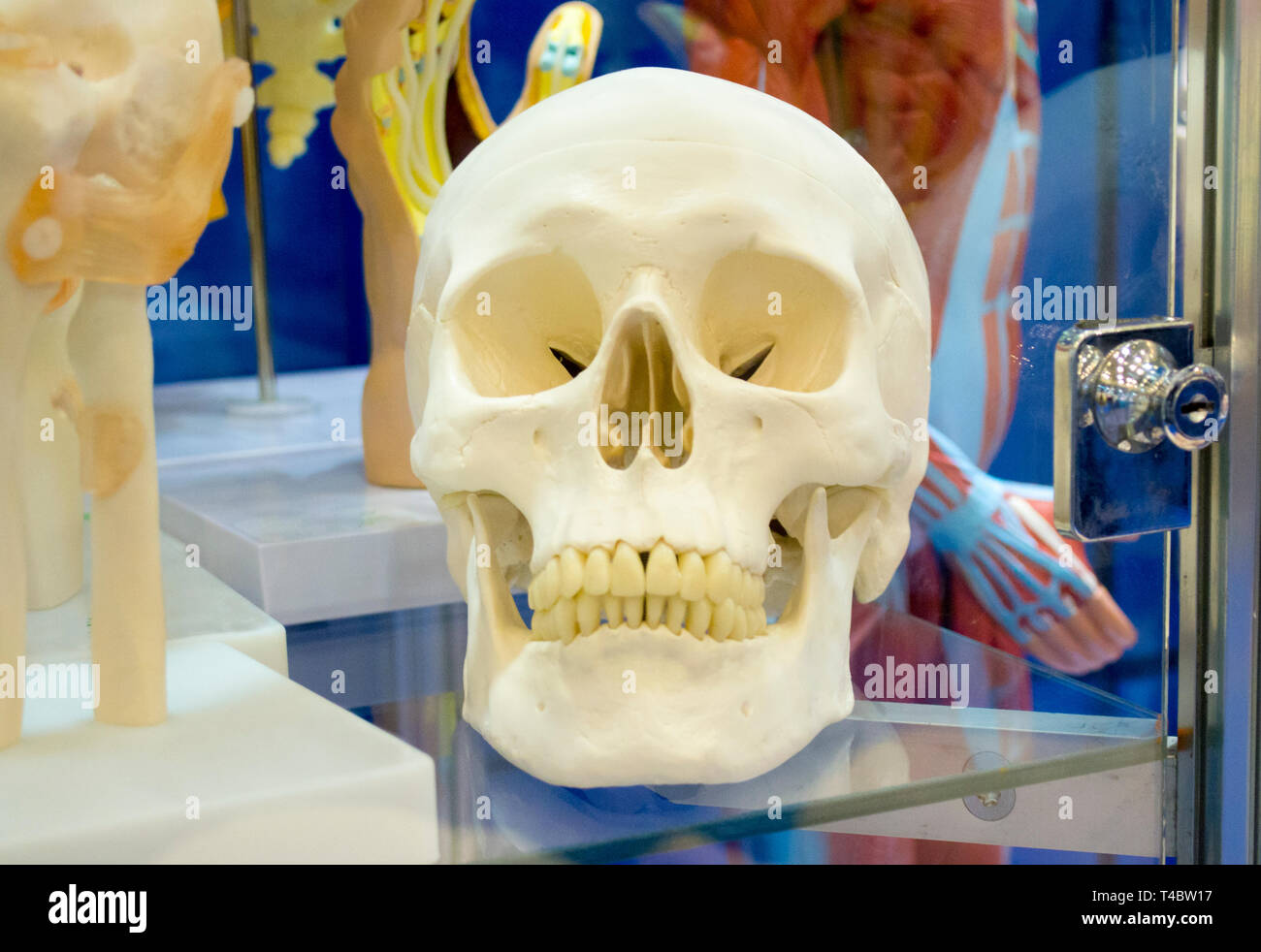 Layout eines menschlichen Schädels closeup, medizinische Ausstellung Stockfoto