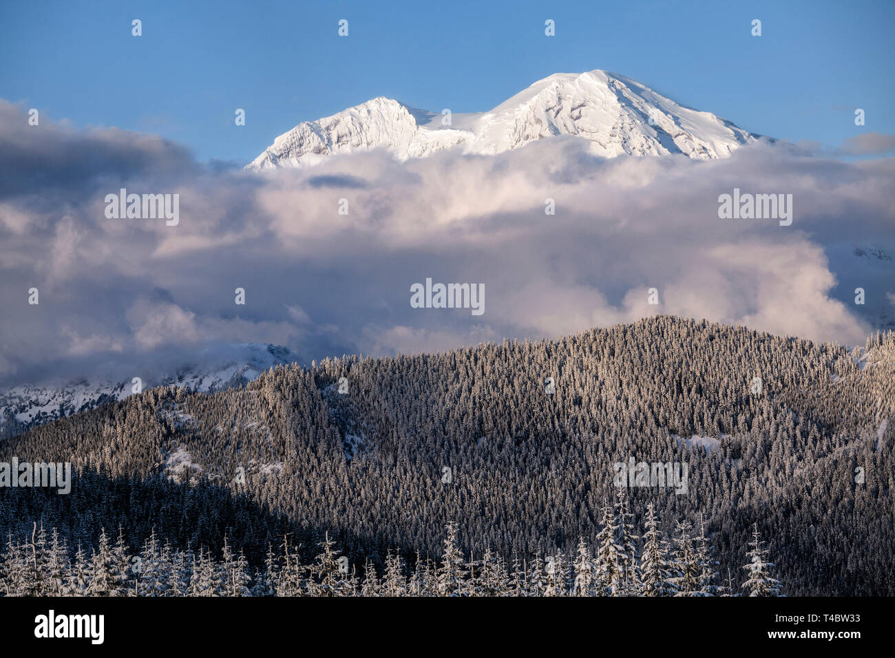 WA 171435-00... WASHINGTON - Mount Rainier gesehen von der Hütte in der Tahoma State Forest. Stockfoto