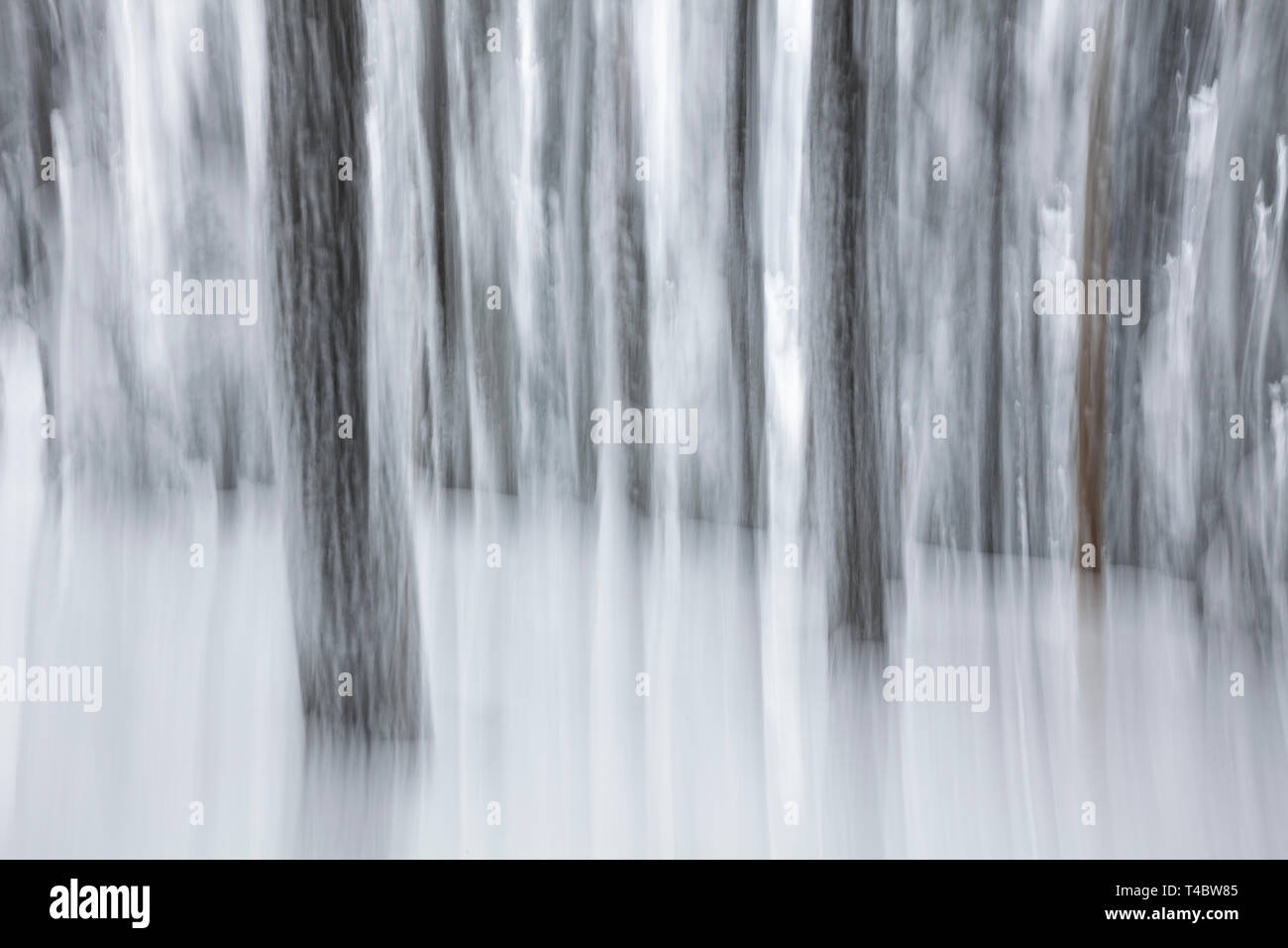 WA 17106-00 ... WASHINGTON - Abstraktes Bild der schneebedeckten Bäumen auf Amabilis Berg im Okanogan Wenatchee National Forest. Stockfoto