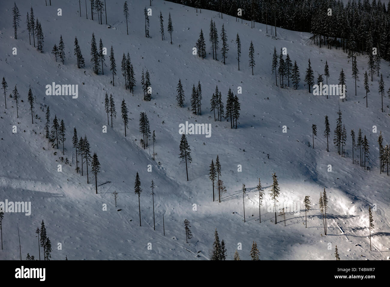 WA 17128-00 ... WASHINGTON - Geerntete Wald in der Tahoma Zustand OForest. Stockfoto