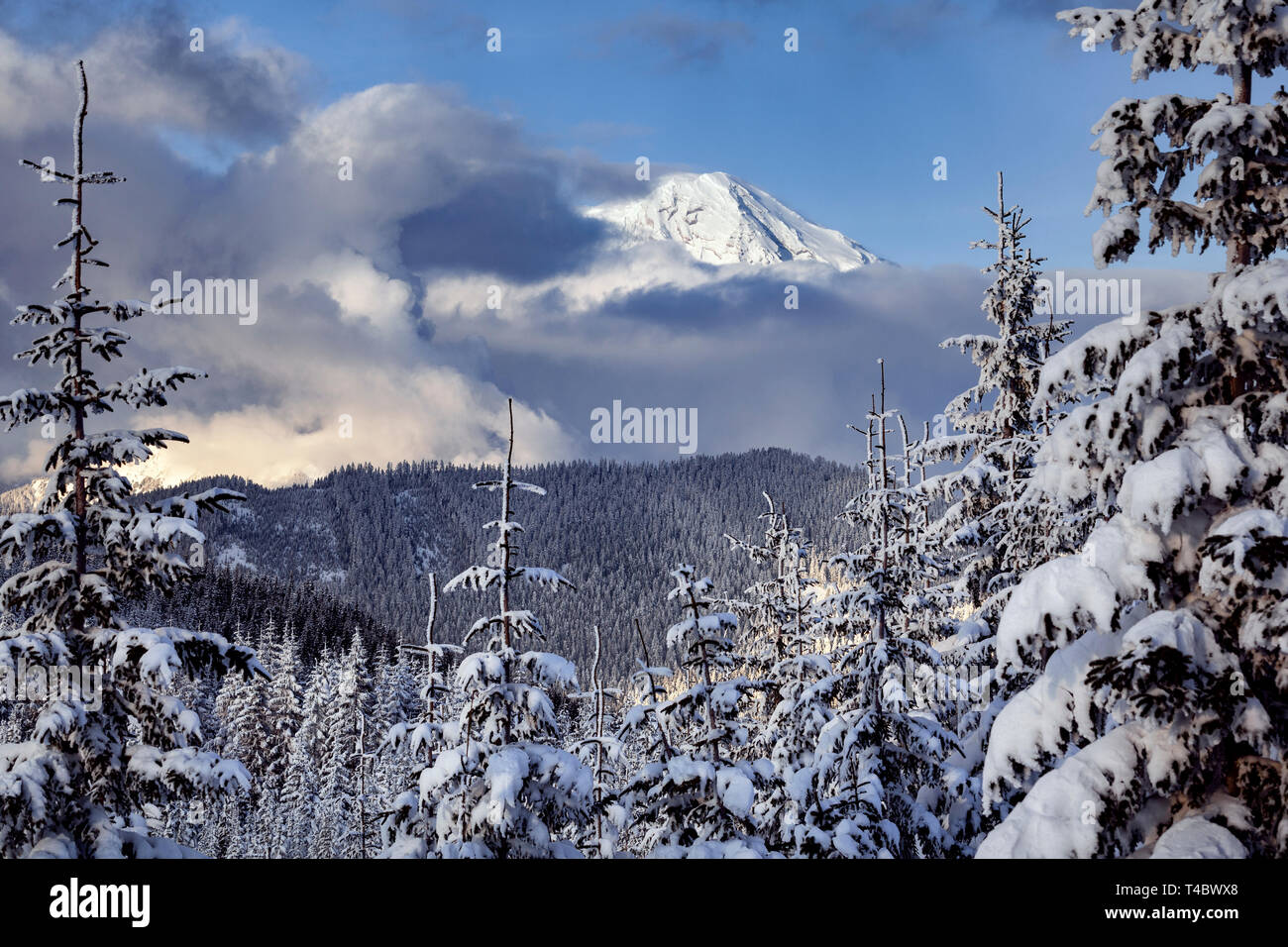 WA 17139-00 ... WASHINGTON - Mount Rainier gesehen von der Hütte in der Tahoma State Forest. Stockfoto