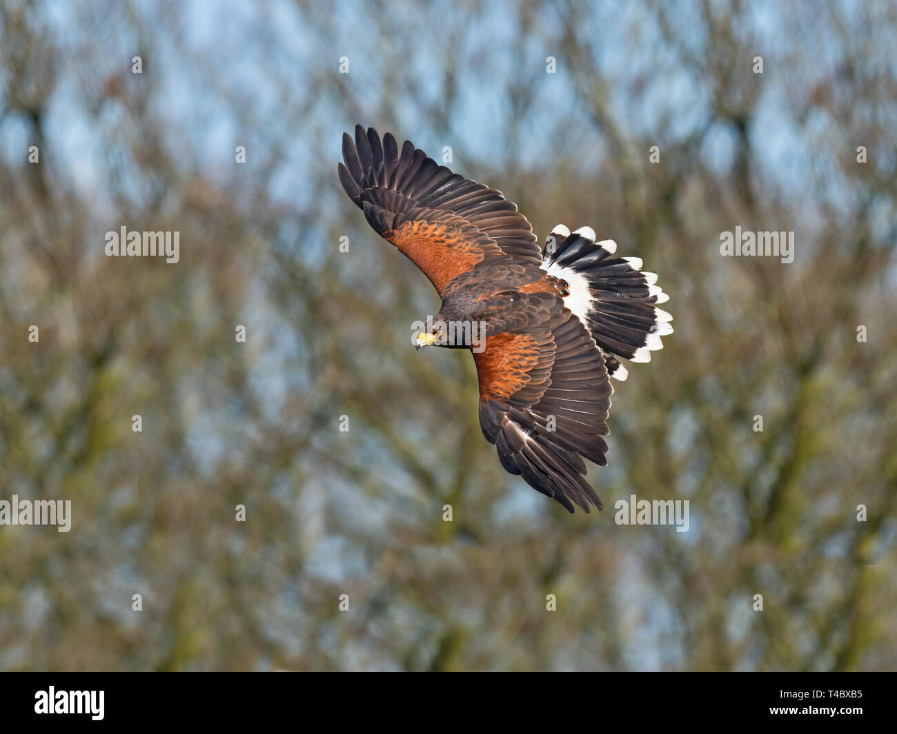 Harris hawk Parabuteo unicinctus im Flug Stockfoto