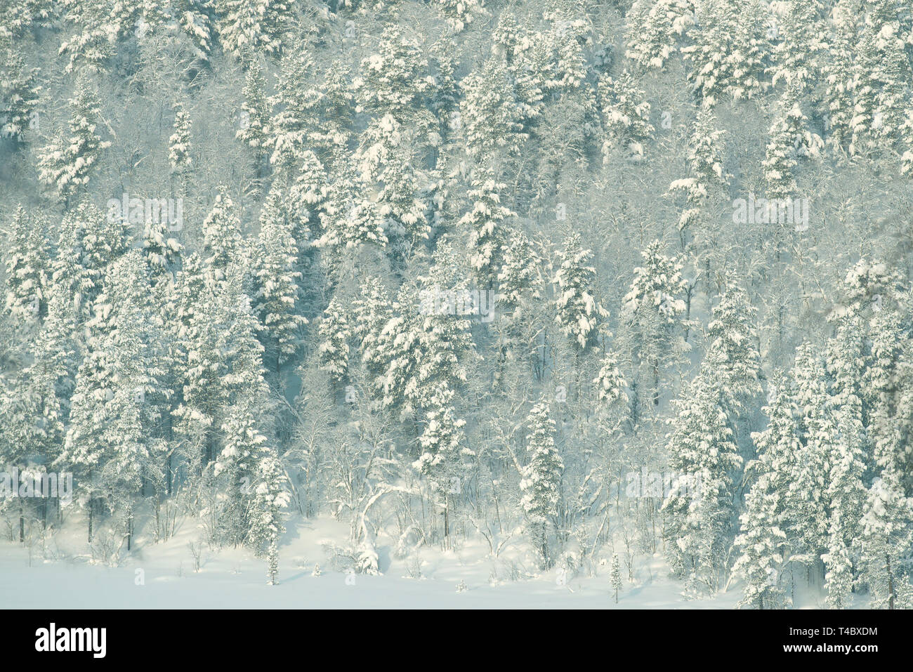 Ecke eines Polar schneebedeckten Wald. Region Murmansk, Russland Stockfoto