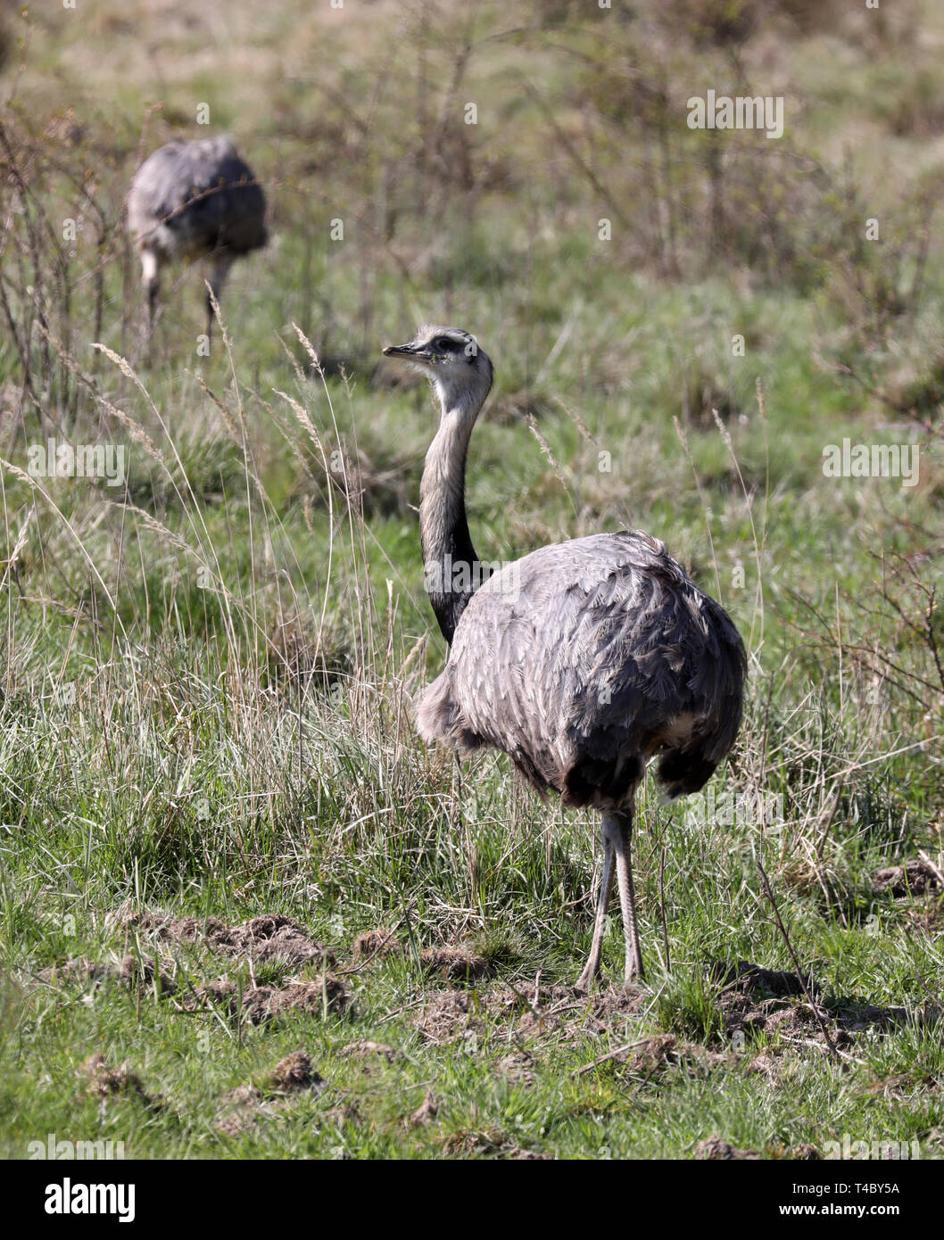 Utecht, Deutschland. 15 Apr, 2019. Nandus sind draußen auf dem Feld. Zuvor, Backhaus (SPD), Minister für Landwirtschaft, informierte über die Ergebnisse der Frühjahrstagung die Zählung der Nandus auf einer Pressekonferenz in der Grenze Haus Selmsdorf. Die Nandus heimisch in Südamerika haben die Verbreitung schneller und schneller wurde in der Region rund um See Ratzeburg seit fast zwei Jahrzehnten. Im Herbst 2018, 560 Tiere gezählt worden - mehr als doppelt so viele wie im Frühjahr des gleichen Jahres. Quelle: Bernd Wüstneck/dpa/Alamy leben Nachrichten Stockfoto