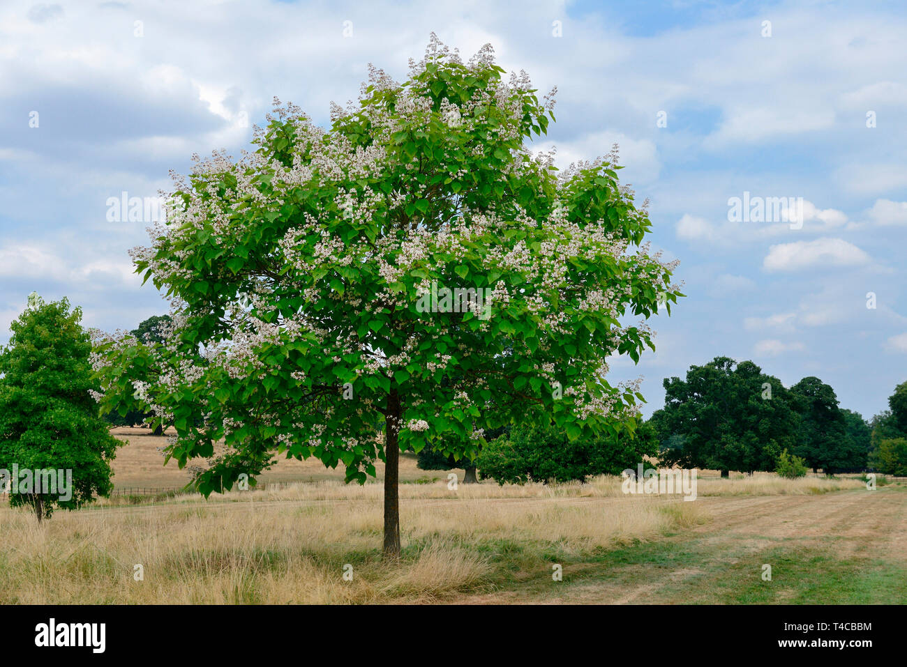 Praechtiger, Trompetenbaum Catalpa speciosa Stockfoto