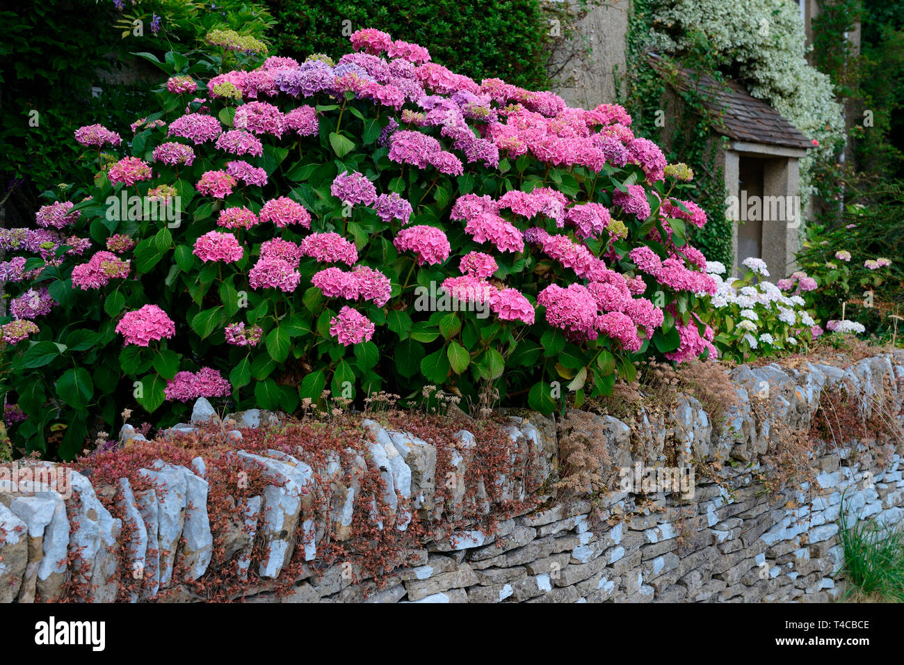 Hortensie, vor Haus mit Steinmauer, England, Grossbritannien Stockfoto