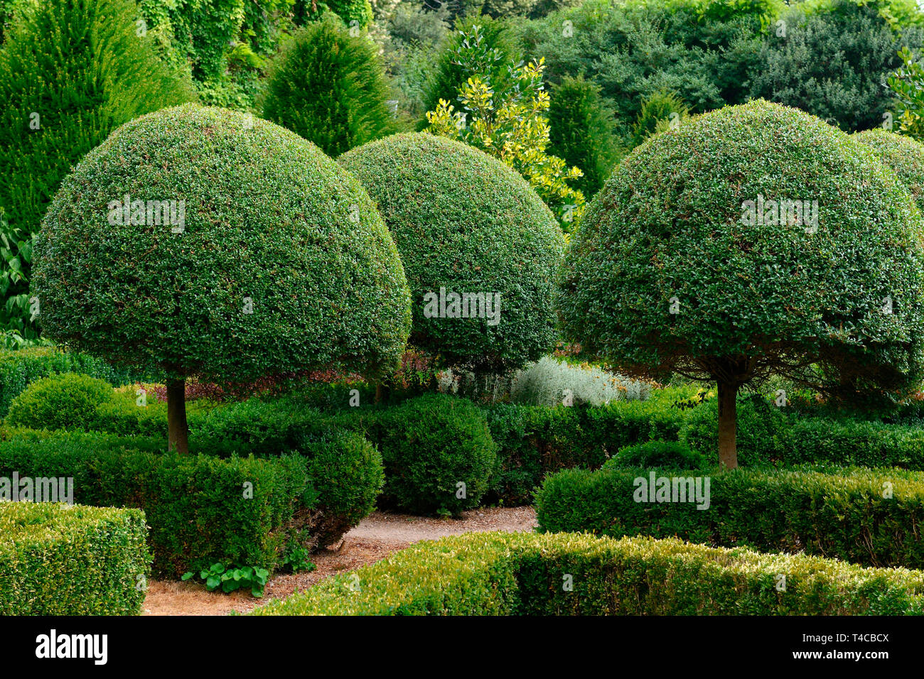 Buchsbaum, Formschnitt, Buxus sempervirens Stockfoto