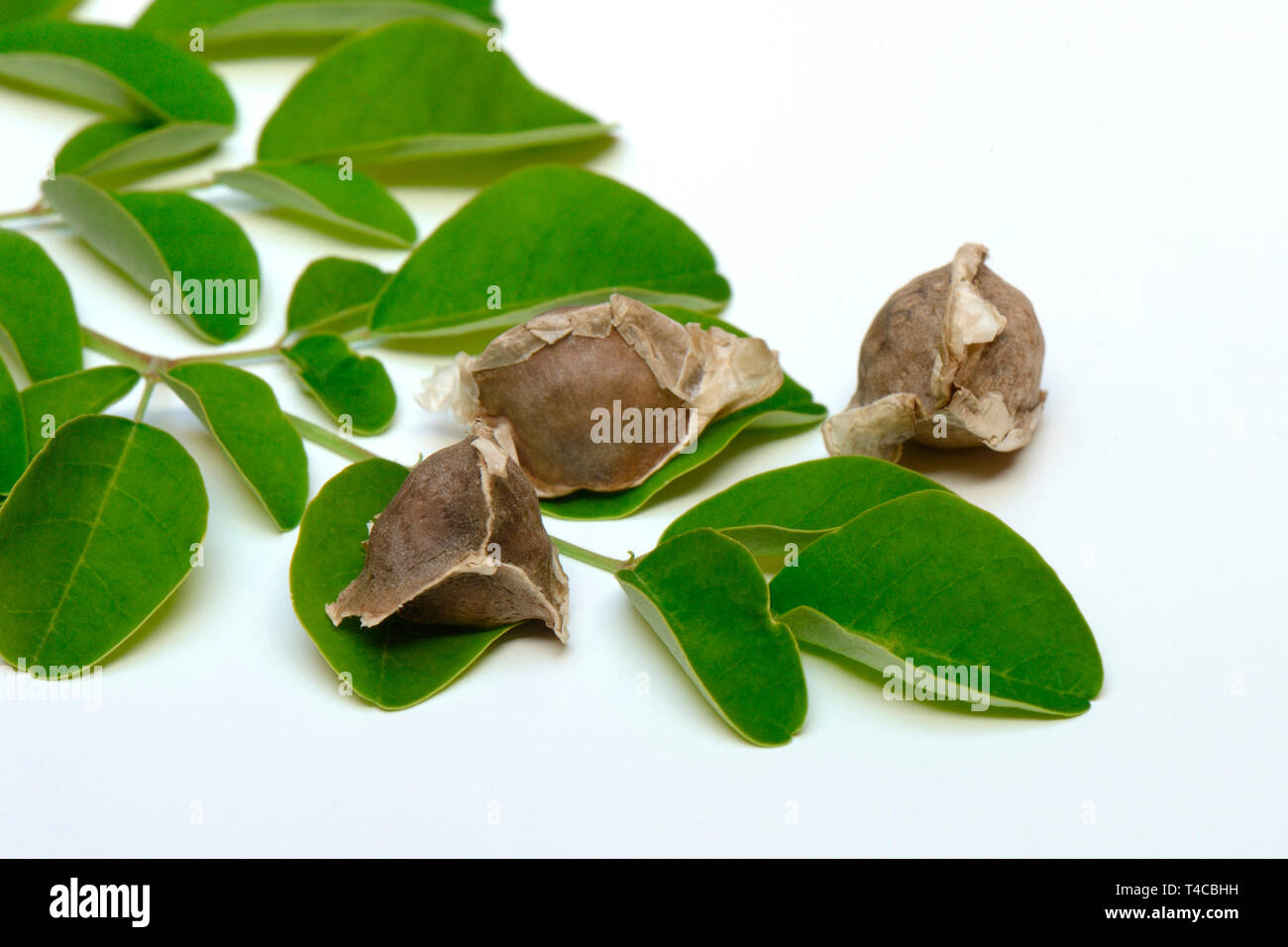 Moringa, Moringa-Samen und Moringablaetter, Moringa oleifera Stockfoto