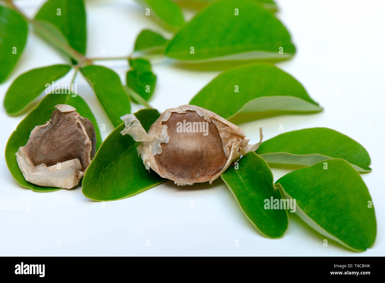 Moringa, Moringa-Samen und Moringablaetter, Moringa oleifera Stockfoto
