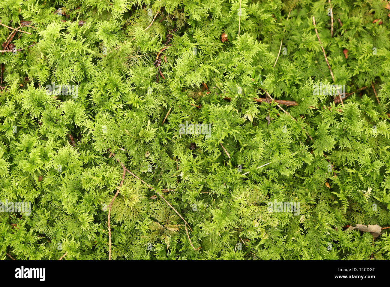 Moos, Natur Hintergrund Textur Stockfoto