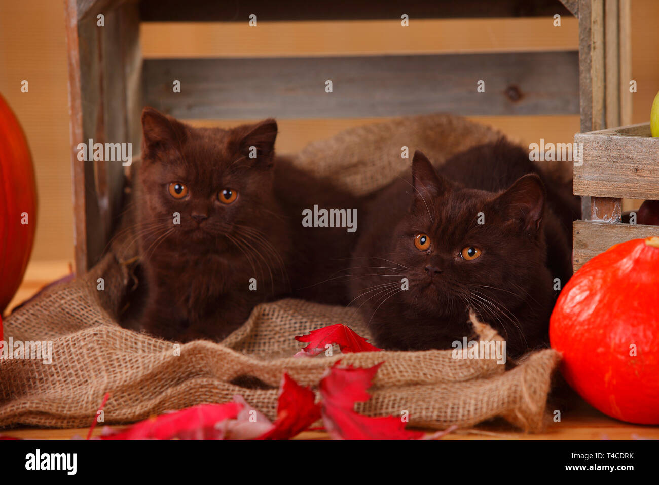 Britisch Kurzhaar, Kitten, Schokolade, 4 Monate Stockfoto