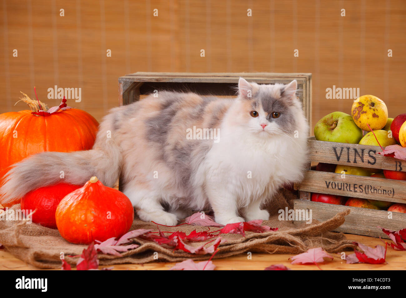 Britisch Langhaar Katze, blue-tortie-white Stockfoto