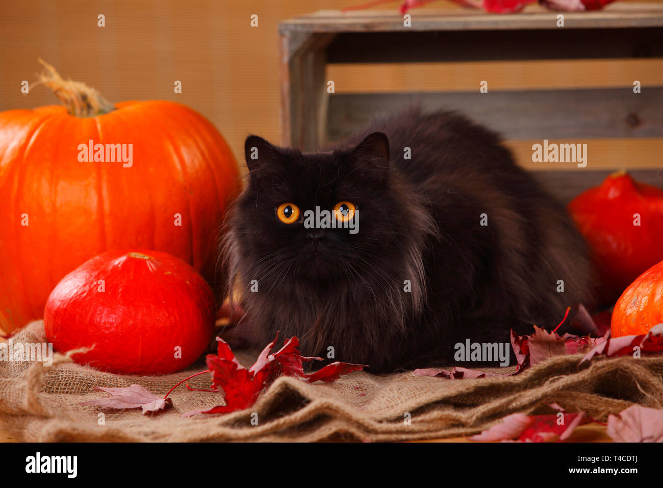 Britisch Langhaar Katze, schwarz Stockfoto