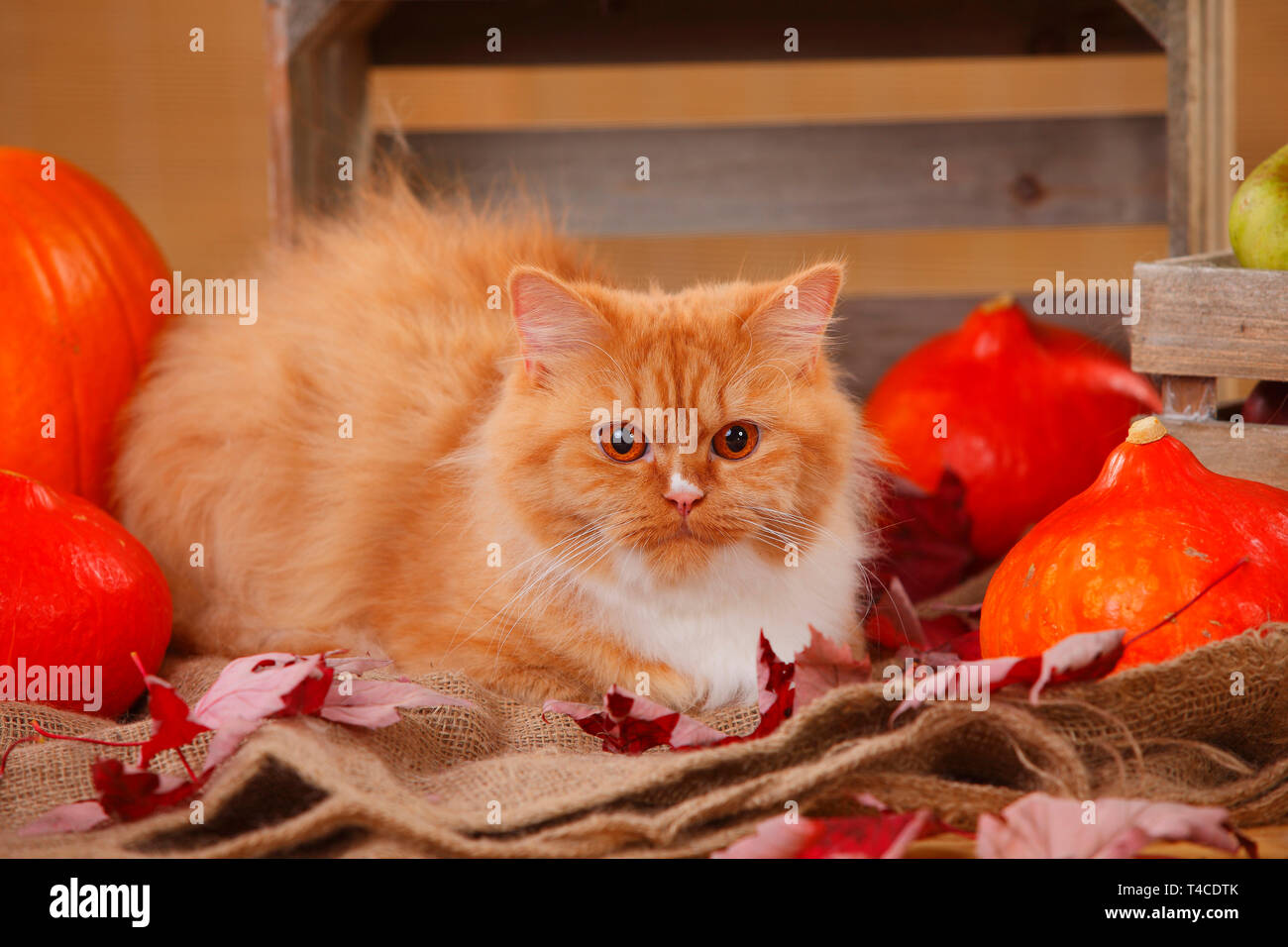 Britisch Langhaar Katze, rot-weiß Stockfoto