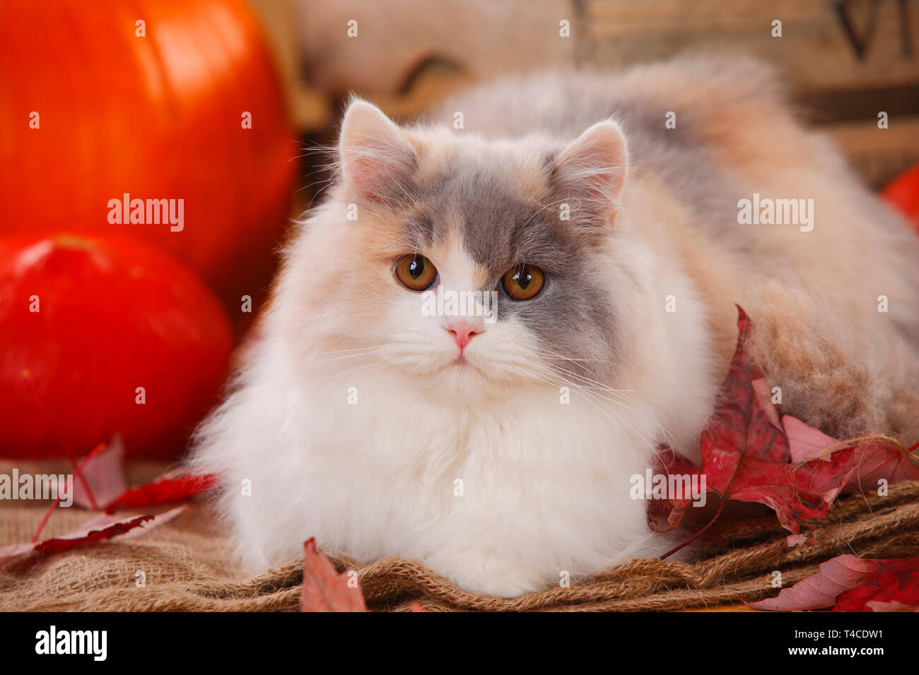 Britisch Langhaar Katze, blue-tortie-white Stockfoto