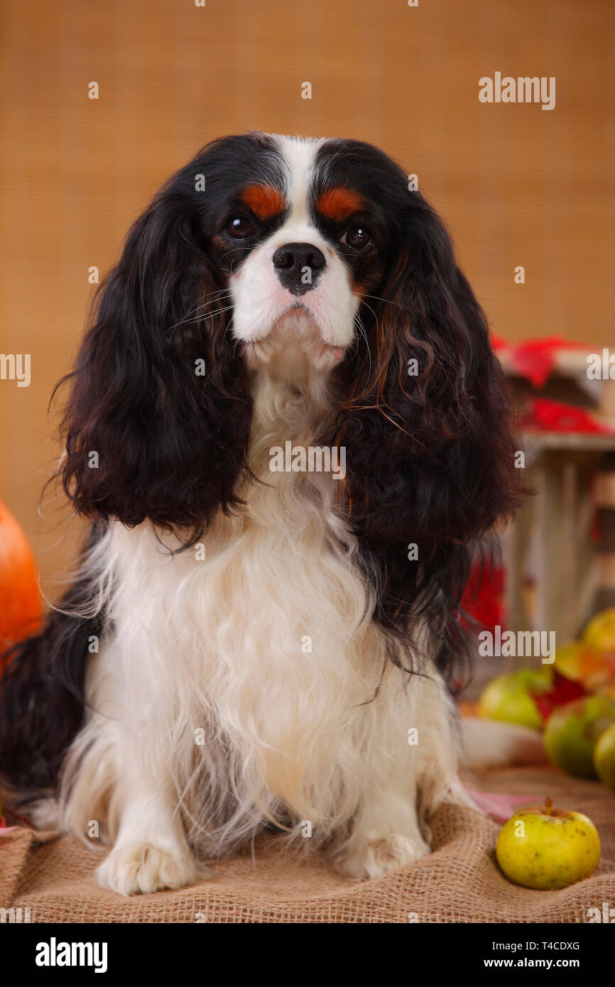 Cavalier King Charles Spaniel, Tricolour, 2 Jahre Stockfoto