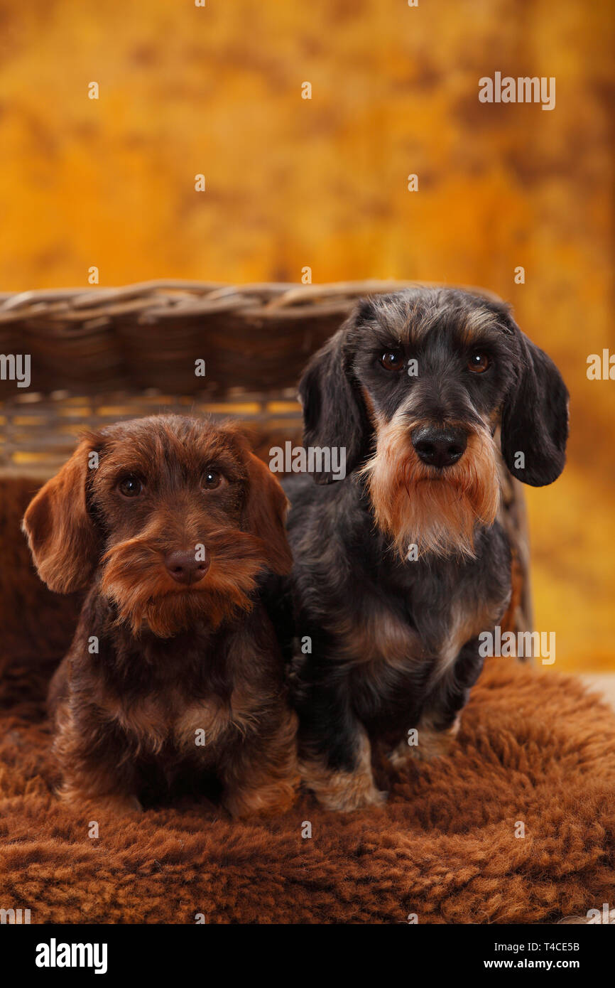 Miniatur Wirehaired Dackel mit Welpen Stockfoto