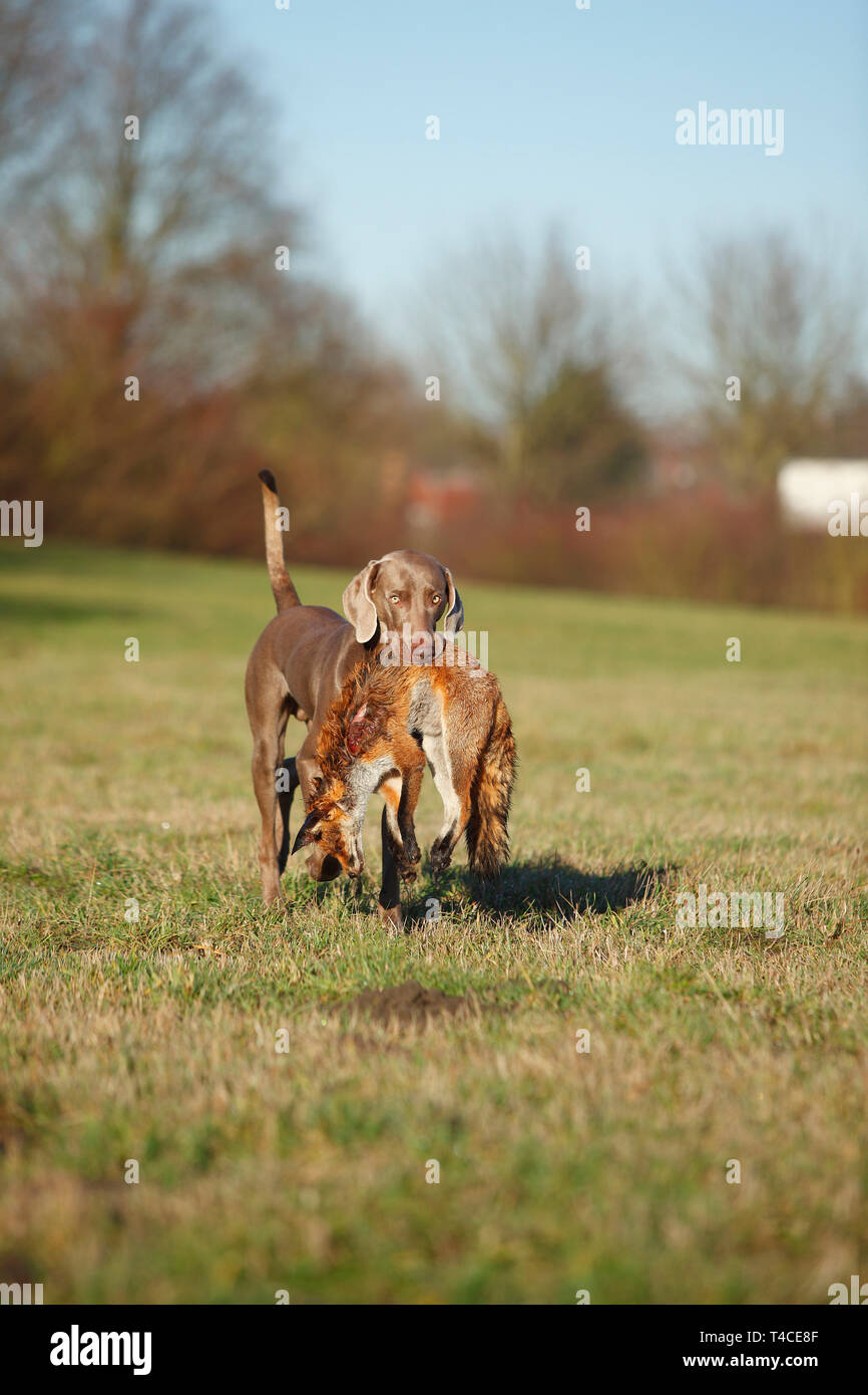 Weimaraner Abrufen von Red Fox, Nordrhein-Westfalen, Deutschland (Vulpes vulpes) Stockfoto