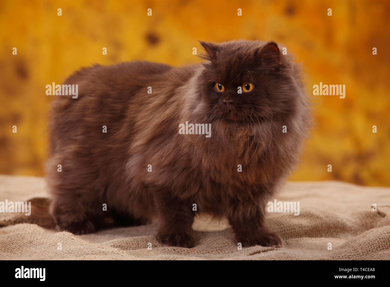 Britisch Langhaar Katze, Tomcat, Schokolade Stockfoto