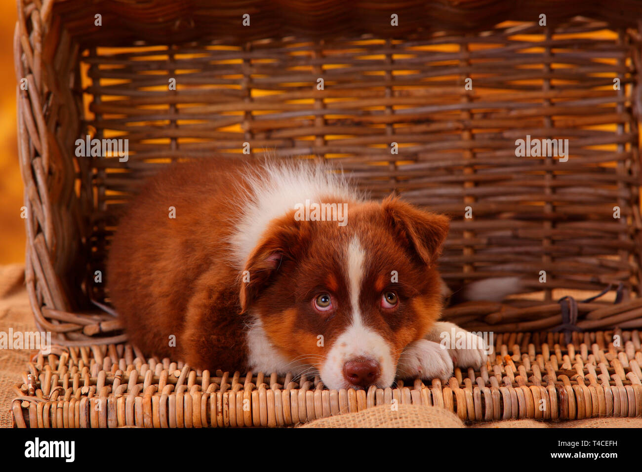 Australian Shepherd, Welpe, 8 Wochen, red Tri Stockfoto