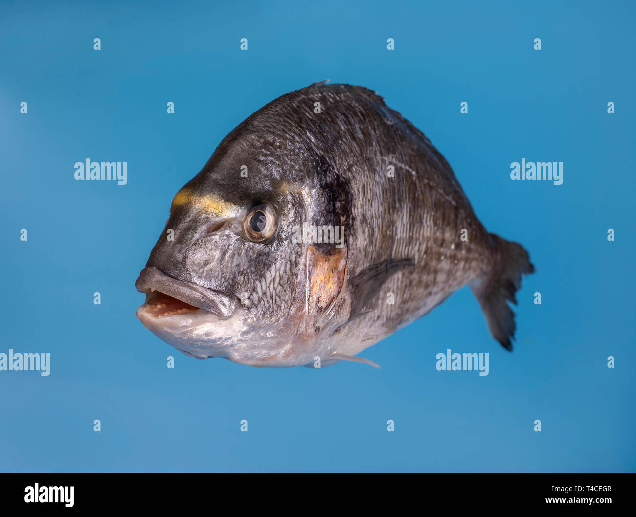 Aufgetaut Dorade Fisch auf blauem Hintergrund Stockfoto