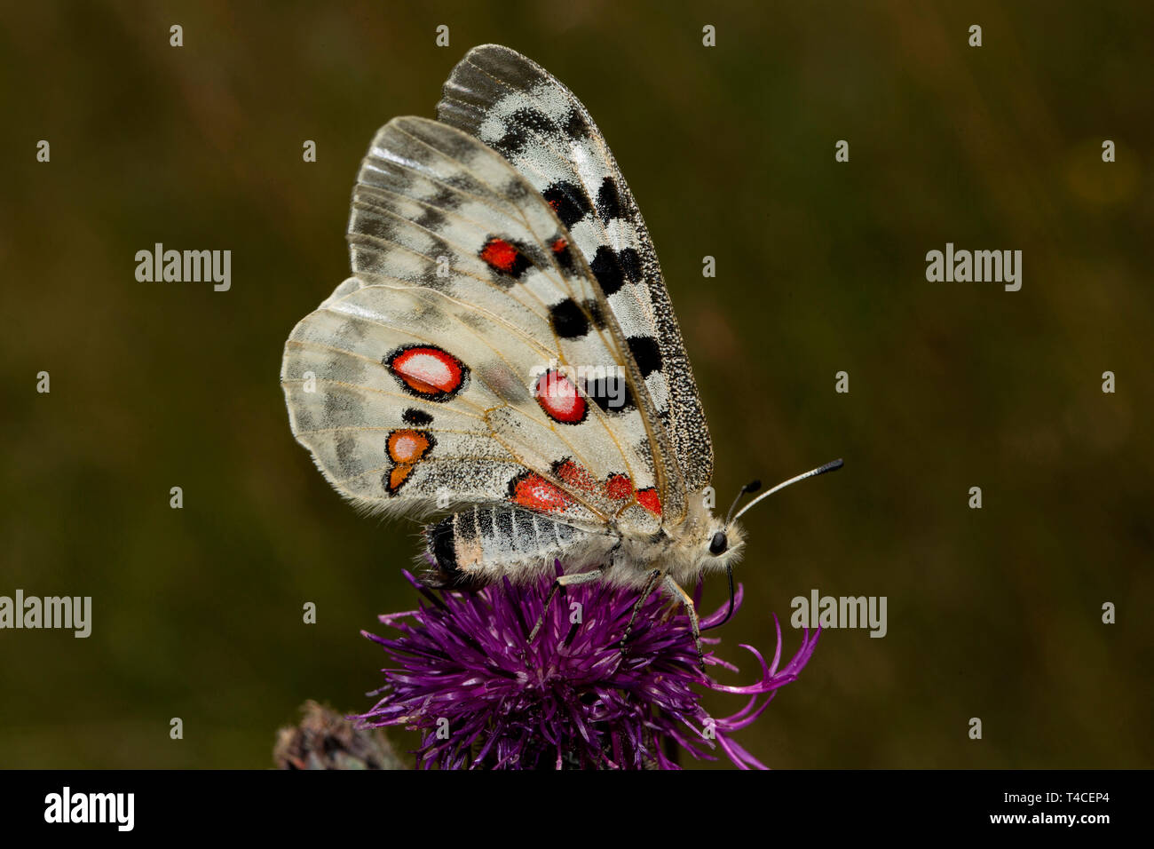 Apollo, (clossiana Apollo) Stockfoto