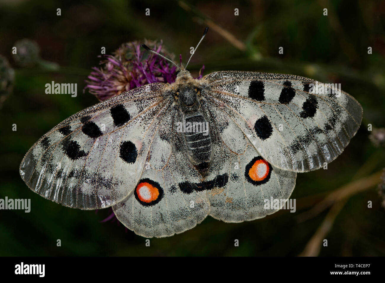 Apollo, (clossiana Apollo) Stockfoto