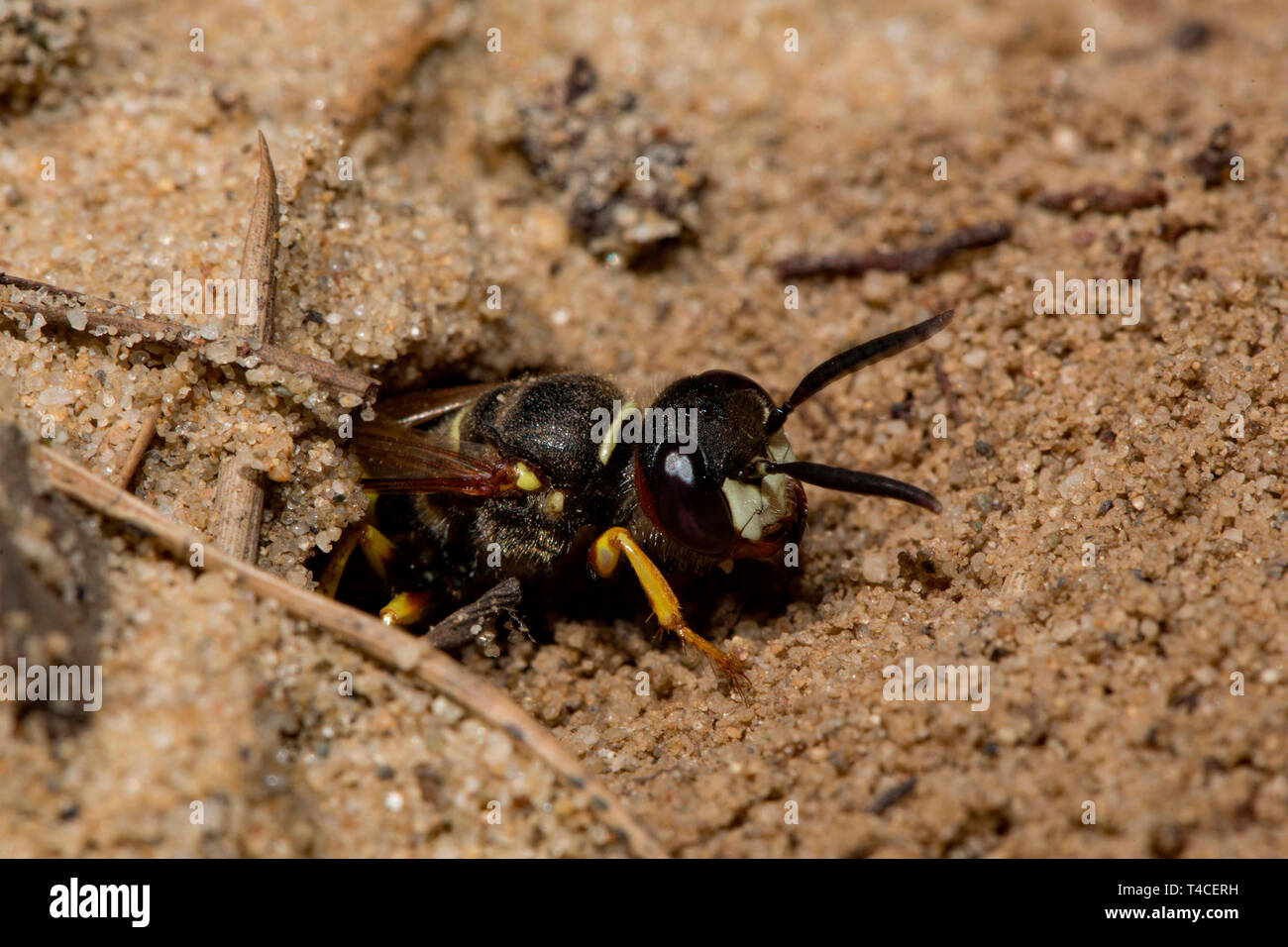 Europäischen beewolf, sandigen Boden, Nest, (Philanthus triangulum) Stockfoto