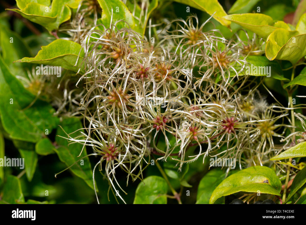 Old Man's Bart, (Clematis vitalba) Stockfoto