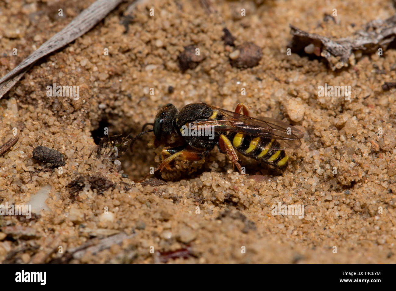 Kleine sympatric digger Wasp, nest Eingang, (Oxybelus argentatus) Stockfoto