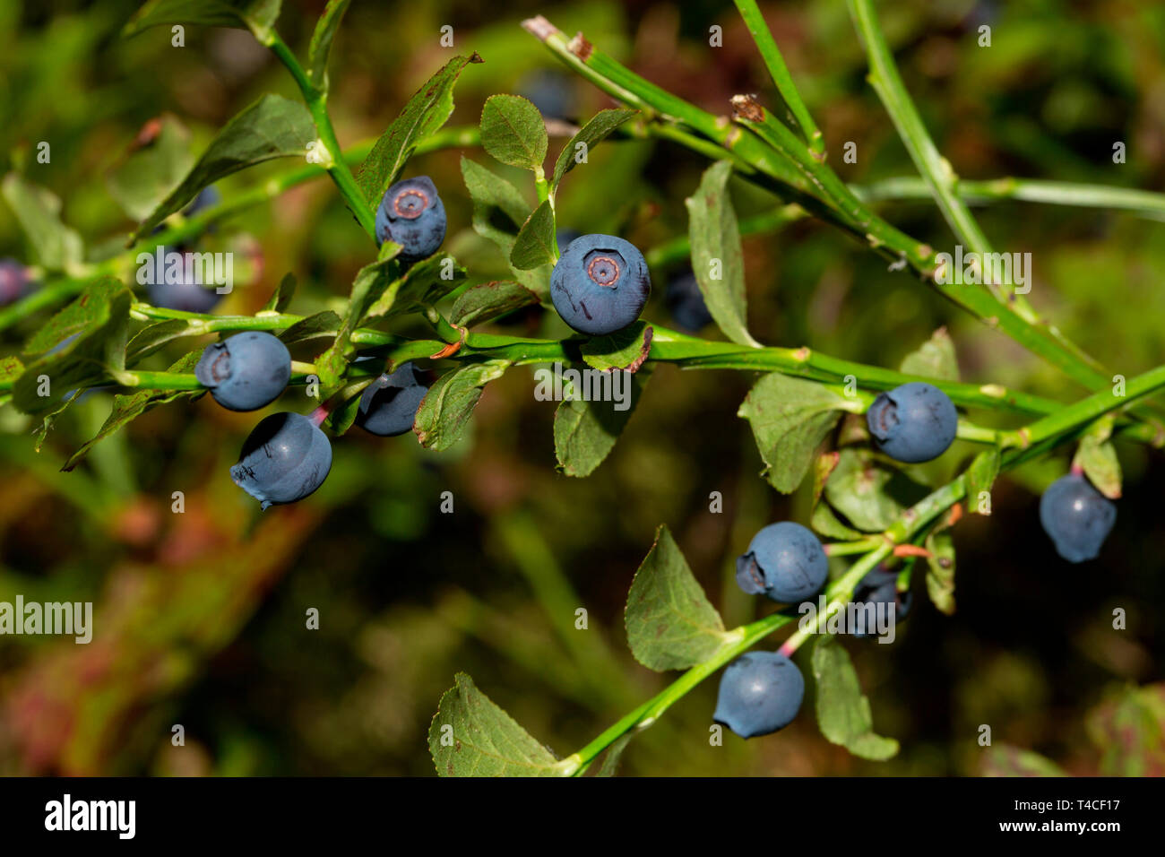 Europäische Heidelbeere (Vaccinium myrtillus) Stockfoto