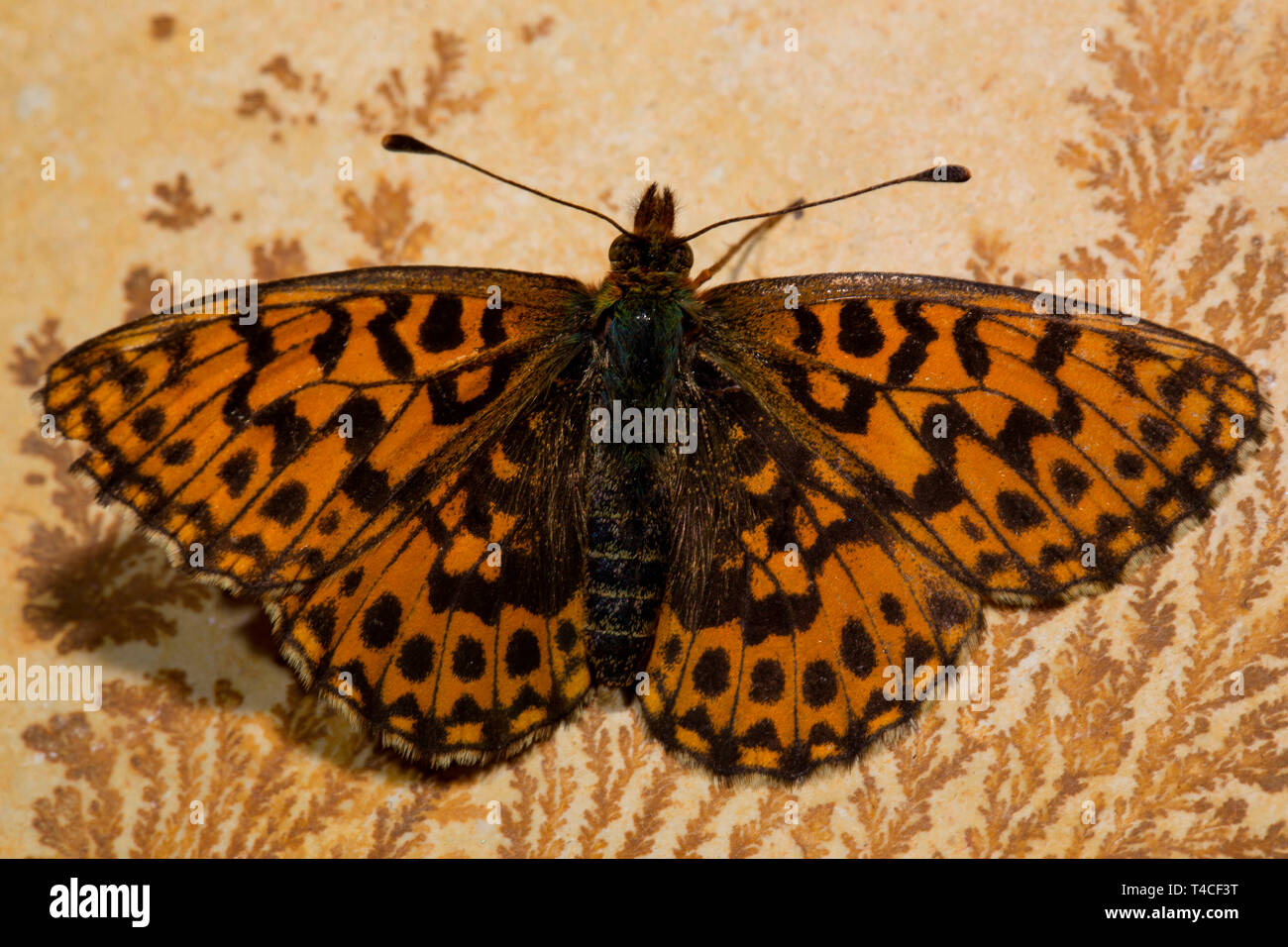 Weaver's fritillary, (Boloria dia) Stockfoto