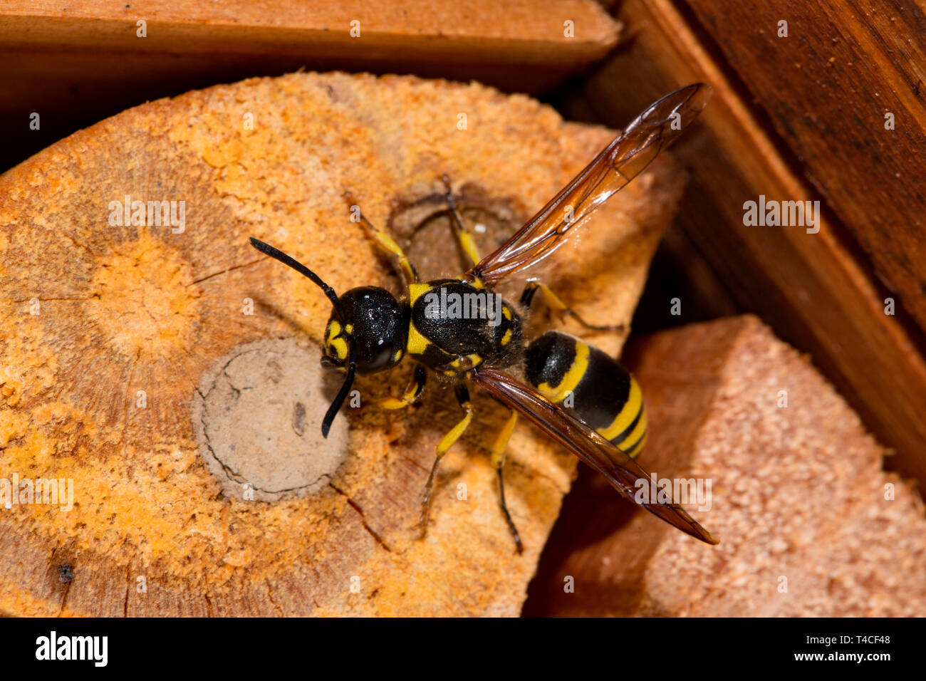 Mason Wasp, Zucht Zelle, (Ancistrocerus nigricornis) Stockfoto