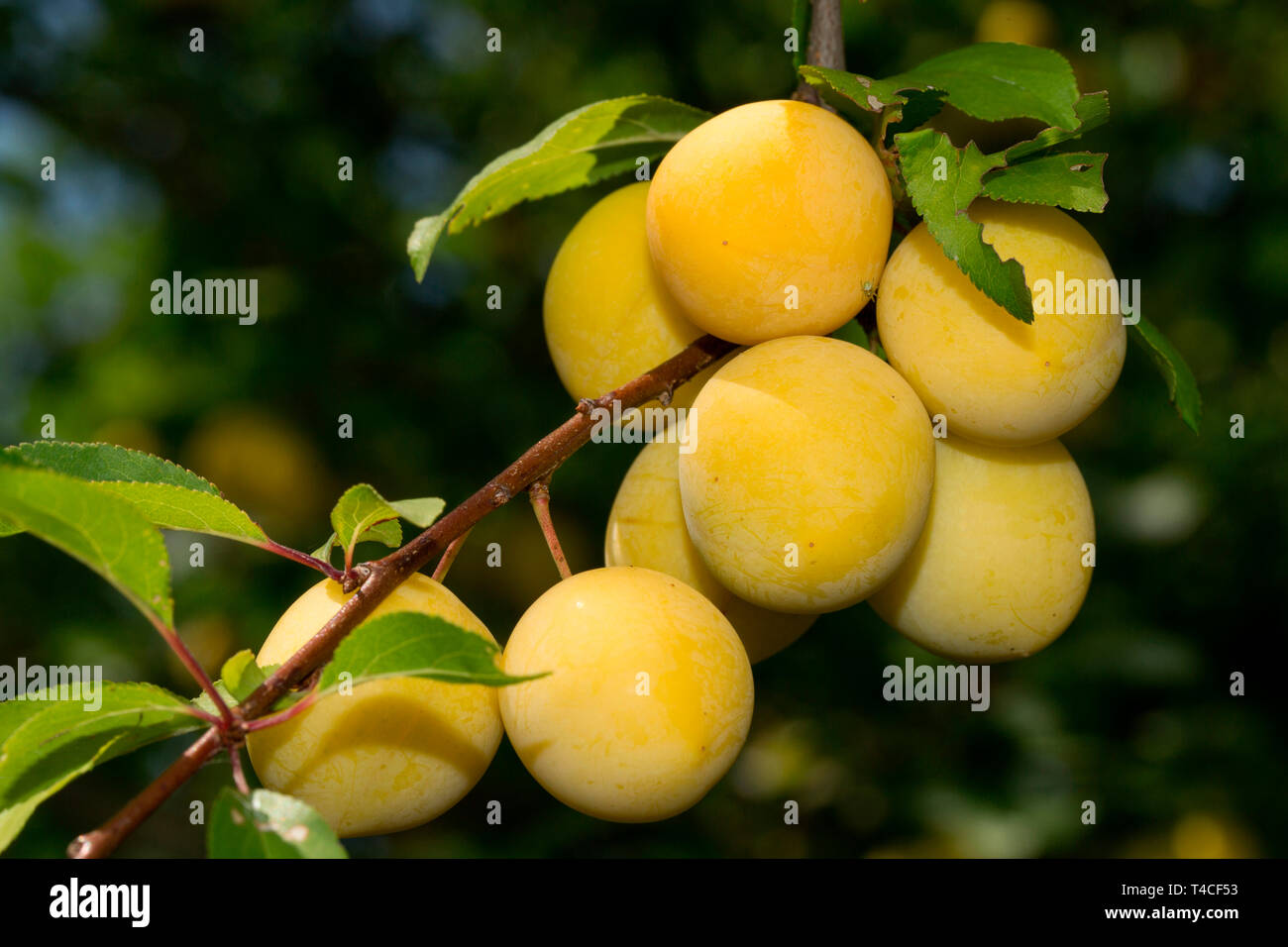 Mirabelle Pflaume (Prunus domestica subsp Syriaca) Stockfoto