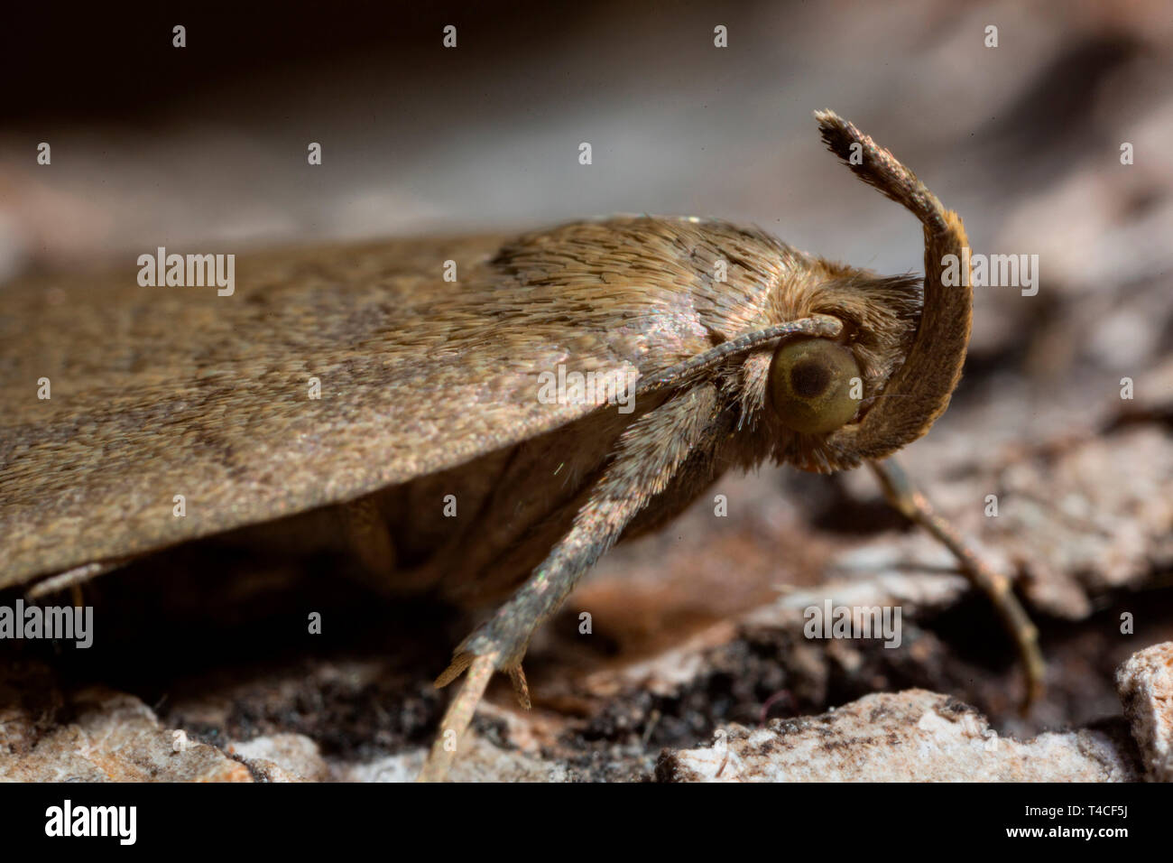 Ventilator - Fuß, (Zanclognatha tarsipennalis) Stockfoto