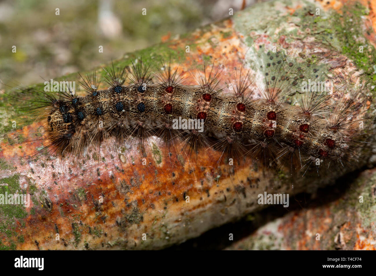 Schwammspinner, Caterpillar, (Lymantria dispar) Stockfoto