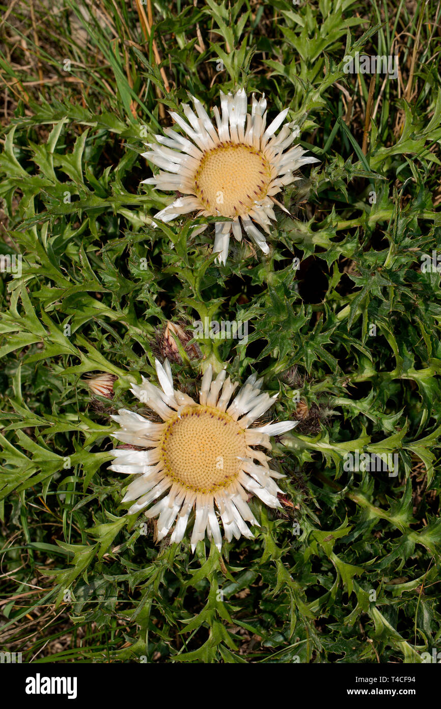 Stemless Silberdistel (Carlina acaulis) Stockfoto