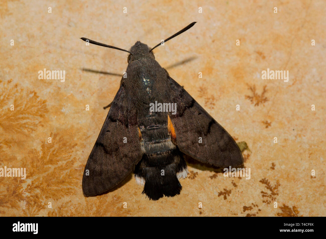 Hummingbird Hawk-moth (Macroglossum stellatarum) Stockfoto