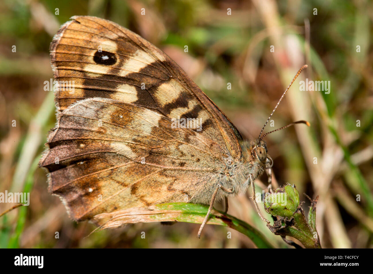 Hauhechelbläuling (Pararge depressa) Stockfoto