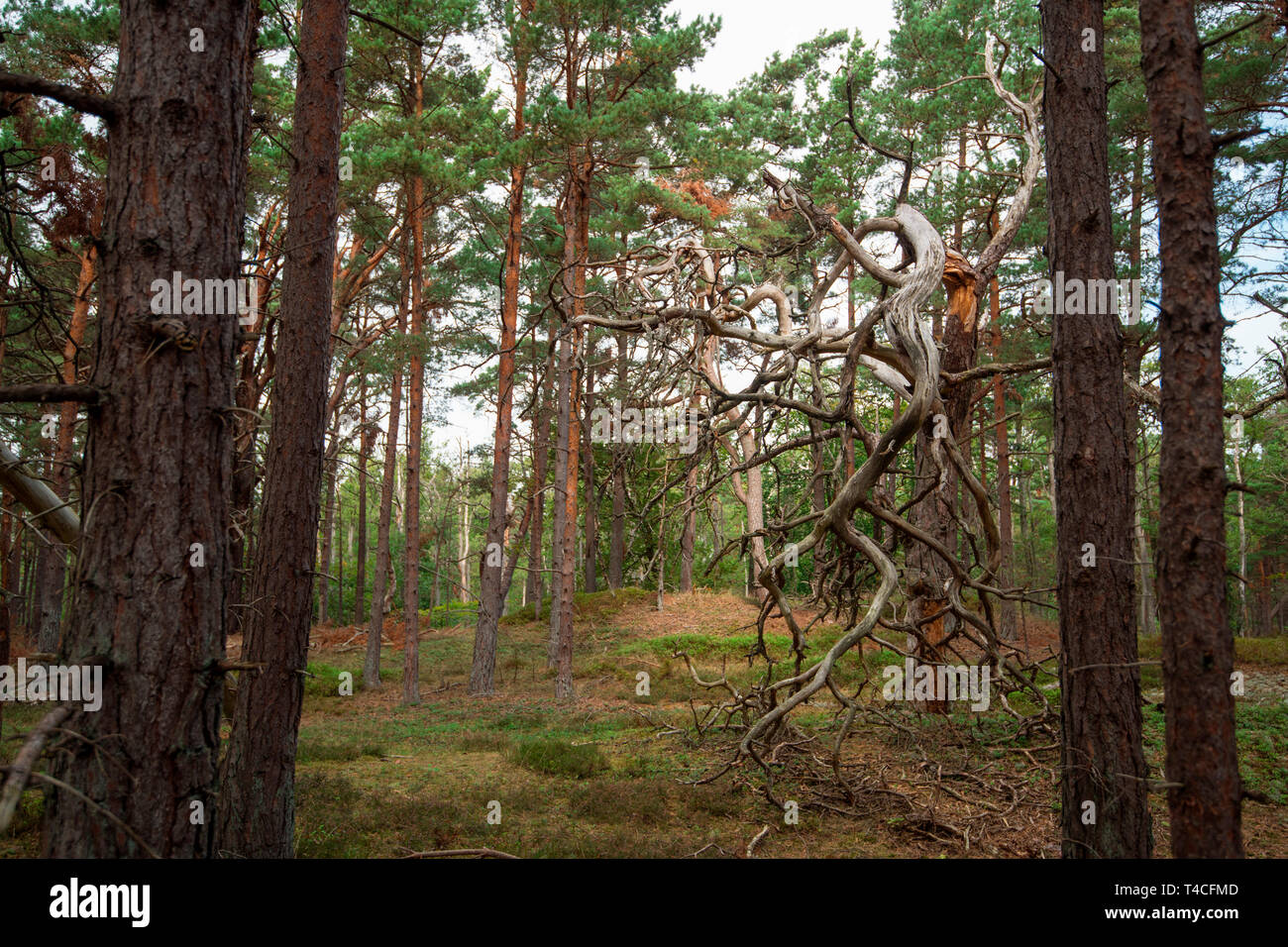 Urwald, Nationalpark Vorpommersche Boddenlandschaft, Fischland-Darß-Zingst, Mecklenburg-Vorpommern, Deutschland, Europa Stockfoto