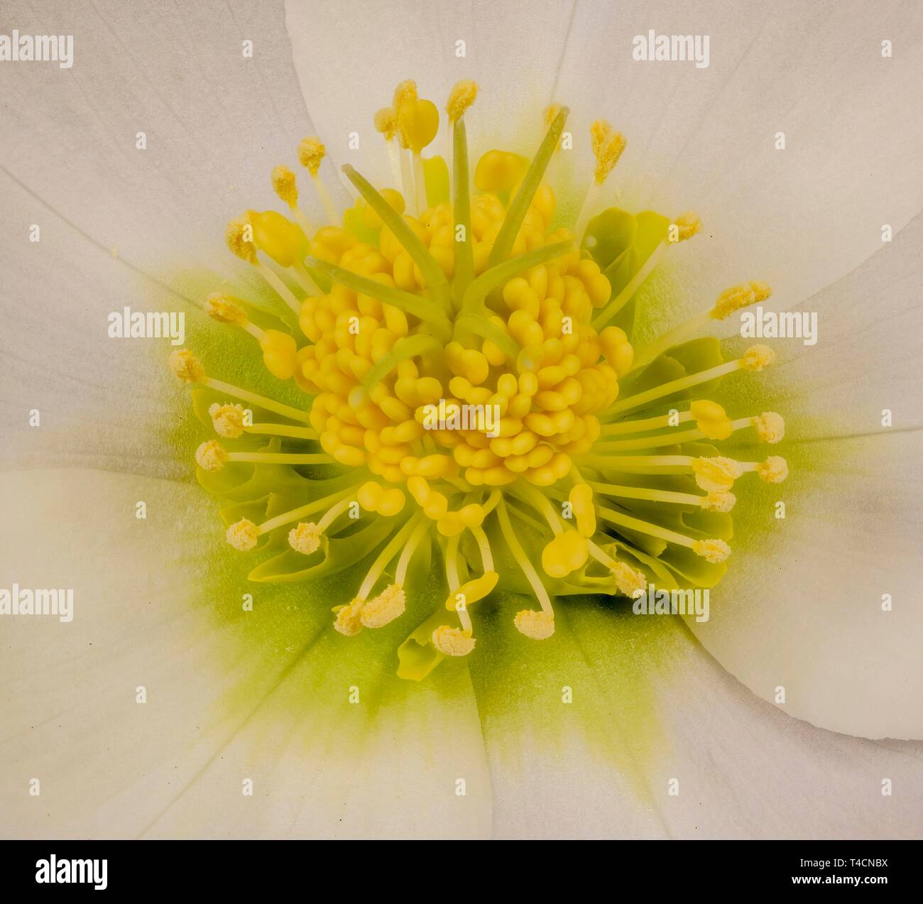 Weiße Blume, schwarze Nieswurz (Helleborus niger), Detail, Stempel mit Samen, Österreich Stockfoto