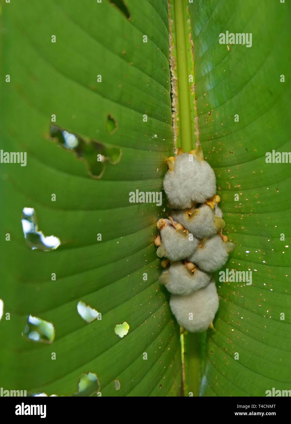 Honduranische weiße Fledermäuse (Ectophylla alba) hängen auf ein Blatt, Costa Rica Stockfoto