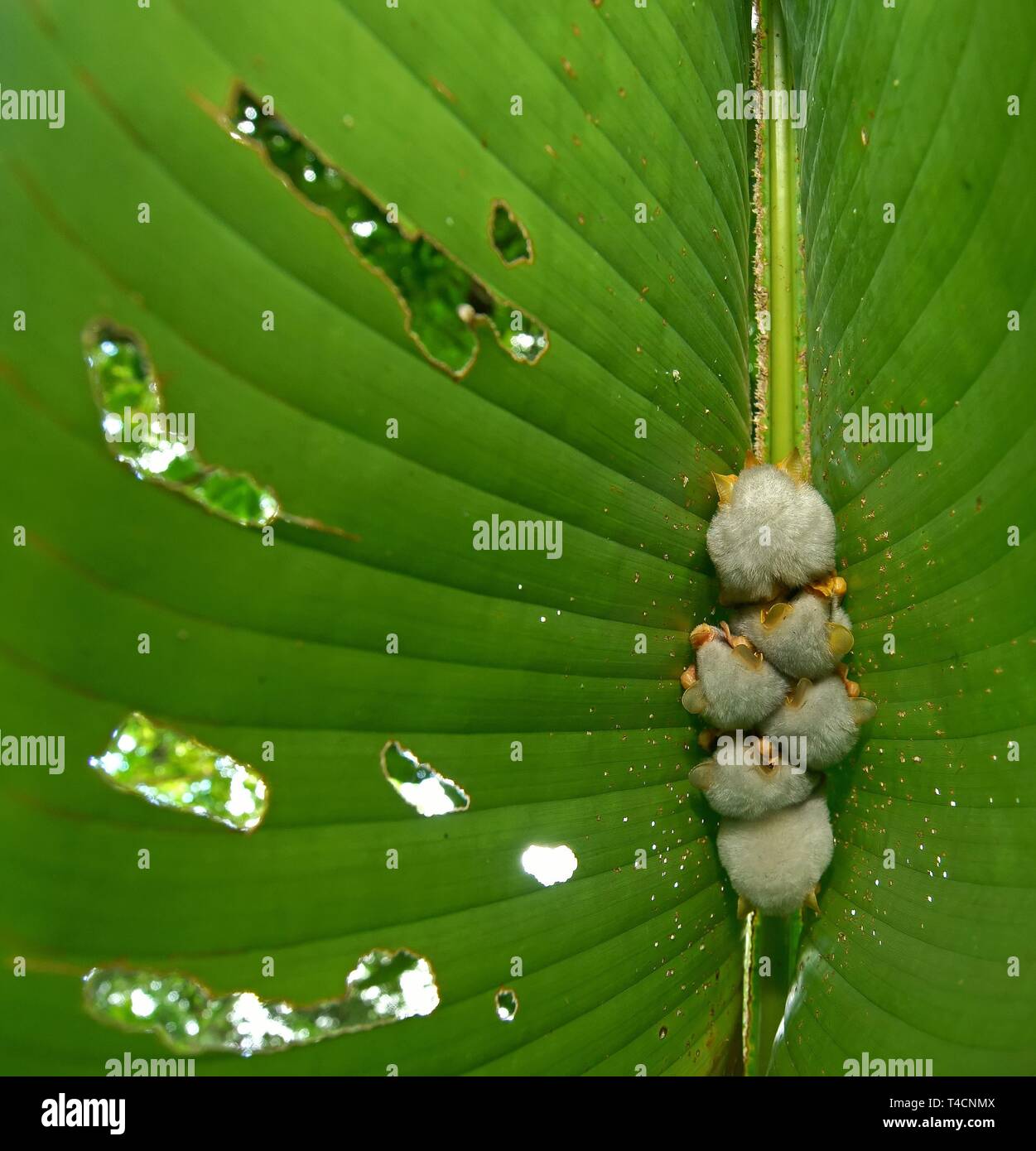 Honduranische weiße Fledermäuse (Ectophylla alba) hängen auf ein Blatt, Costa Rica Stockfoto