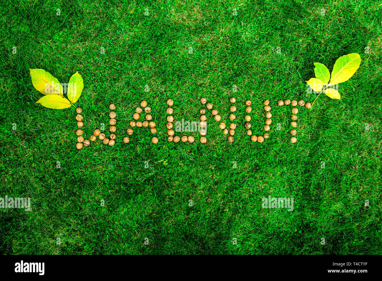 Aufschrift 'Walnuss' mit Walnüssen auf grünem Gras Stockfoto