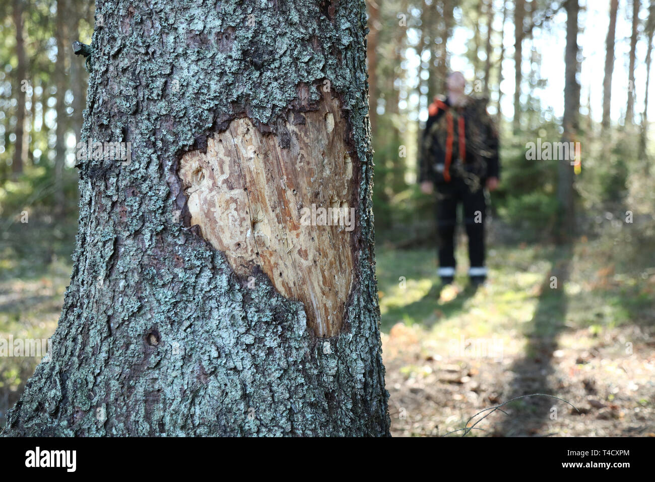 Skänninge, Schweden 20190415 Holzschlag während der Montag in einem Waldgebiet nördlich von skänninge, die durch Borkenkäfer Fichten geschlagen wurden. Die trockenen Sommer hat dazu geführt, dass die schlimmsten Angriff der Borkenkäfer, der bislang in Götaland gemessen worden. Laut der schwedischen Wald Agentur, mindestens 2,5 Millionen Kubikmeter Wald betroffen sind. Foto Jeppe Gustafsson Stockfoto