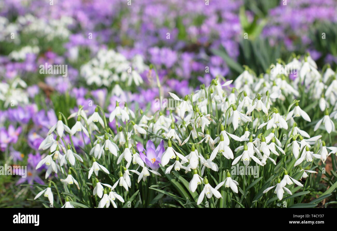 Schneeglöckchen und Krokus. Galanthus nivalis und Crocus tommasinianus naturlised in einem Rasen - Februar, UK. Stockfoto