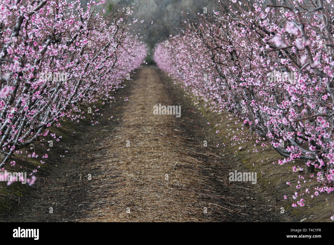 Blüten auf Bäume auf einem Bauernhof an der Fresno County Blossom Trail, California, United States Stockfoto