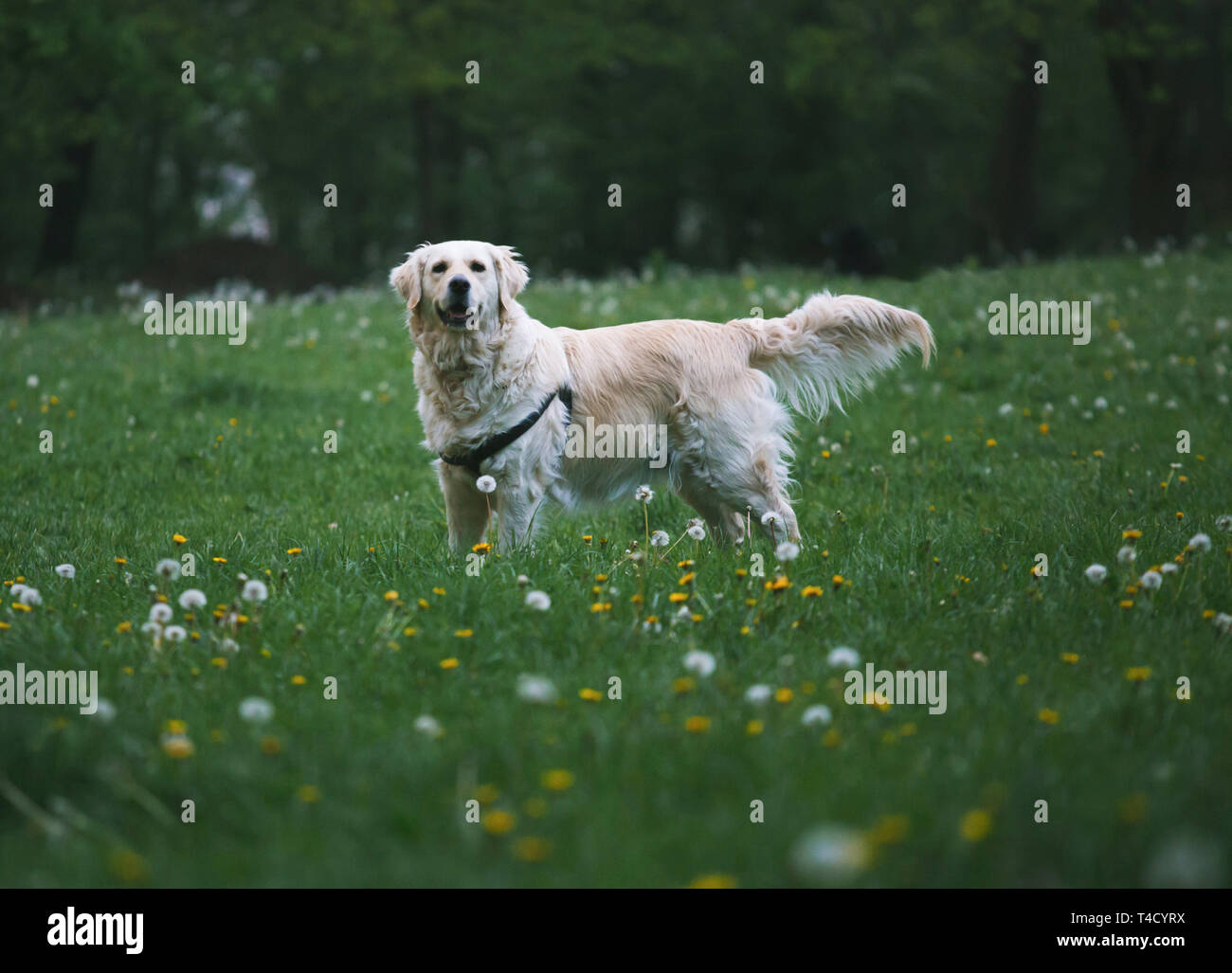 Golden Retriever Hund draußen in Spring Park Stockfoto