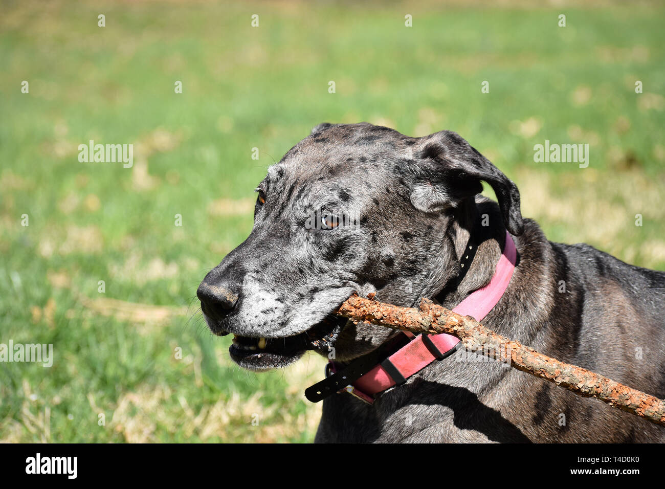 Portrait Of Happy Dogge mit ihr spielen stick Stockfoto